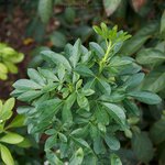 Choisya ternata White Dazzler feuille _ la jardinerie de Pessicart Nice 06100