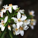 Choisya ternata White Dazzler fleur_ la jardinerie de Pessicart Nice 06100