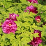 Pivoine lactiflora  _ la jardinerie de Pessicart Nice 06100