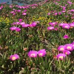 Griffes de sorcières - Carpobrotus _ la jardinerie de Pessicart Nice 06100