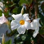 dipladénia blanc - la jardinerie de Pessicart Nice 06100