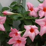 dipladénia rose_ la jardinerie de Pessicart Nice 06100