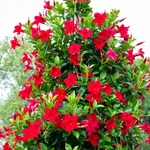 dipladénia rouge - la jardinerie de Pessicart Nice 06100