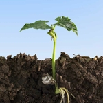 Terreau semis avec perlite 6 litres plant _ la jardinerie de Pessicart Nice 06100