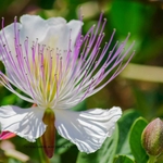 Câprier - Capparis spinosa fleur _ la jardinerie de Pessicart Nice 06100