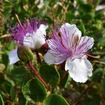 Câprier - Capparis spinosa _ la jardinerie de Pessicart Nice 06100