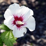 Hibiscus syriacus Tricolor blanc _ la jardinerie de Pessicart Nice 06100