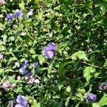 Hibiscus syriacus Tricolor bleu _ la jardinerie de Pessicart Nice 06100