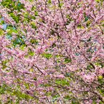 Cercis canadensis Forest Pansy fleurs _ la jardinerie de Pessicart Nice 06100