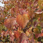 Cercis canadensis Forest Pansy _ la jardinerie de Pessicart Nice 06100