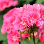 Géranium zonale rose _ la jardinerie de Pessicart Nice 06100