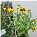 Rudbeckia pot Ø 17 _ la jardinerie de Pessicart Nice 06100