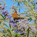 Vitex Delta Blues  _ la jardinerie de Pessicart Nice 06100