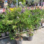 Vitex Delta Blues  __  la jardinerie de Pessicart Nice 06100