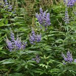 Vitex Delta Blues  _  la jardinerie de Pessicart Nice 06100