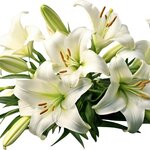 1 Lys Asiatic Blanc_la jardinerie de Pessicart Nice 06100 (1)