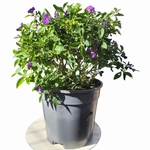 Solanum rantonetti - Arbre à gentiane - Morelle de Rantonnet _la jardinerie de Pessicart Nice 06100 (1)