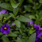 Solanum rantonetti -  Arbre à gentiane - Morelle de Rantonnet _la jardinerie de Pessicart Nice 06100 (1)