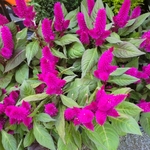 Celosia argentea violet pot de 1.5 litre_la jardinerie de Pessicart Nice 06100_la jardinerie de Pessicart Nice 06100 (1)