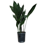 Apidistra d21_la jardinerie de Pessicart Nice 06100
