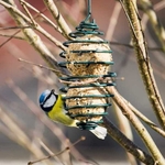 Ressort pour boules de graisse avec oiseau_ la jardinerie de Pessicart Nice 06100