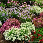 Lantanier rampant sellowiana _la jardinerie de Pessicart Nice 06100 (1)