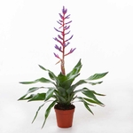 Achméa blue rain _la jardinerie de Pessicart Nice 06100 (1)