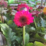 Gerbéra 14 fuschia_la jardinerie de Pessicart Nice 06100 (1)