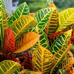 croton (Codiaeum) _la jardinerie de pessicart nice 06 LIVRAISON GRATUITE