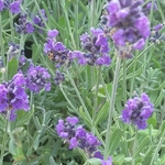 Lavande officinale - lavande angustifolia Hidcote
