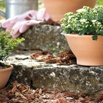 coupe Ciotola Liscia 27 _la jardinerie de pessicart nice 06 LIVRAISON GRATUITE