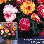 Bégonia tubéreux à grandes fleurs doubles_la jardinerie de pessicart nice 06 LIVRAISON GRATUITE