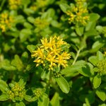 Rue officinale - Ruta graveolens _la jardinerie de pessicart nice 06 LIVRAISON GRATUITE