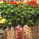 Hibiscus tige Rosa Sinensis Hauteur 160-180 cm coupe 15 litres - rouge_la jardinerie de pessicart nice 06 LIVRAISON GRATUITE