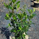 Escallonia iveyi_la jardinerie de pessicart nice 06 LIVRAISON GRATUITE
