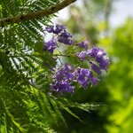 Jacaranda mimosifolia_la jardinerie de pessicart nice 06 LIVRAISON GRATUITE