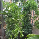 Pandorea jasminoides _la jardinerie de pessicart nice 06 LIVRAISON GRATUITE
