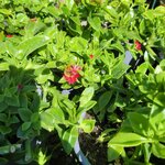 Aptenia cordifolia  _la jardinerie de pessicart nice 06 LIVRAISON GRATUITE (1)