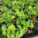 Aptenia cordifolia _la jardinerie de pessicart nice 06 LIVRAISON GRATUITE