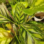 Calathea veitchiana Flamestar _la jardinerie de pessicart nice 06 LIVRAISON GRATUITE