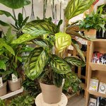 Calathea veitchiana Flamestar_la jardinerie de pessicart nice 06 LIVRAISON GRATUITE