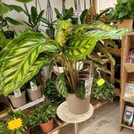 Calathea Maui Queen_la jardinerie de pessicart nice 06 LIVRAISON GRATUITE