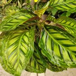Calathea Maui Queen  _la jardinerie de pessicart nice 06 LIVRAISON GRATUITE