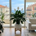 Fleur de lune - Spathiphyllum _la jardinerie de pessicart nice 06 LIVRAISON GRATUITE