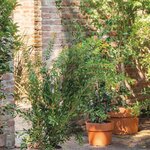 Poterie en terre cuite brute Ancestral _la jardinerie de pessicart nice 06 LIVRAISON GRATUITE