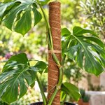 Tuteur bois coco emboitable_ la jardinerie de pessicart nice 06 LIVRAISON GRATUITE