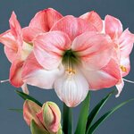 AMARYLLIS  SIMPLE APPELBLOSSOM _la jardinerie de pessicart nice 06 LIVRAISON GRATUITE