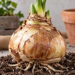 bulle damaryllis_la jardinerie de pessicart nice 06 LIVRAISON GRATUITE