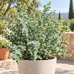 Eucalyptus gunnii - la jardinerie de pessicart nice 06 LIVRAISON GRATUITE