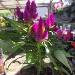 Graines De Célosie Variée - Floraison Juillet à Octobre - Hauteur 30 Cm - Pour Massifs, Pots Et Jardinières